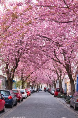 Bonn, Almanya - 16 Nisan 2021: Bonn, Almanya 'da Cherry Blossom Bulvarı' nda park halindeki arabalarla kaldırım taşı caddesinde pembe kiraz çiçeklerinin güzel kapağı.