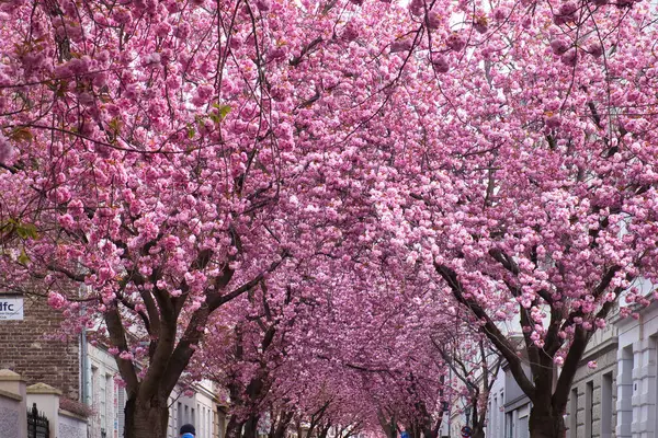 Bonn, Almanya 'da Heerstrasse' deki binaların önünde kiraz çiçekleri üst üste serpilmiş..