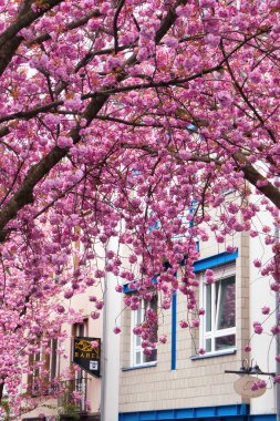 Bonn, Almanya - 16 Nisan 2021: Bonn, Almanya 'da bir bahar günü mavi budanmış bir binanın önündeki bir ağacın üzerinde pembe kiraz çiçekleri.