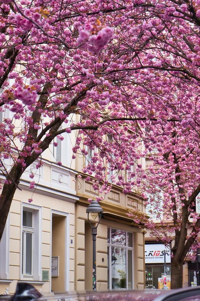 Bonn, Almanya - 16 Nisan 2021: Bahar günü Almanya 'nın Bonn kentinde bir caddede sarı bir bina çevresindeki ağaçlar.