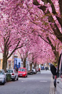 Bonn, Almanya - 16 Nisan 2021: Pembe kiraz çiçekleri Almanya 'nın Bonn kentinde bir bahar günü kaldırım taşı caddesinde çiçek açtı.