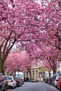 Bonn, Almanya - 16 Nisan 2021: Pembe kiraz çiçekleri bir bahar günü Almanya 'nın Bonn kentinde arabalarla kaplanmış kaldırım taşı akıntısını kaplıyor.