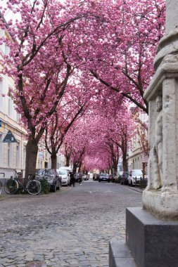 Bonn, Almanya - 16 Nisan 2021: Bonn, Almanya 'da bir bahar gününde kaldırım taşı sokağında pembe kiraz çiçekleri sıralanır.