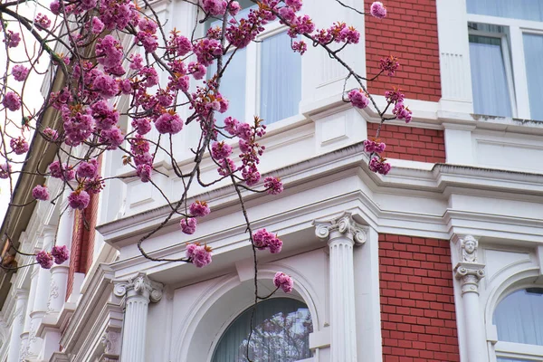 stock image Bonn, Germany - April 16, 2021: Pink cherry blossoms in front of windows on red and white building in Bonn, Germany.