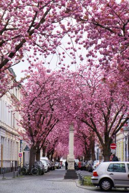 Bonn, Almanya - 16 Nisan 2021: Bonn, Almanya 'da bir bahar günü binalar ve kiraz çiçekleri olan bir kaldırım taşı caddesinde kiraz çiçeklerinin önündeki beyaz heykel.