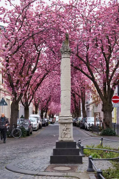 Bonn, Almanya - 16 Nisan 2021: Bonn, Almanya 'da bir bahar günü kiraz çiçeklerinin önündeki caddede beyaz heykel.