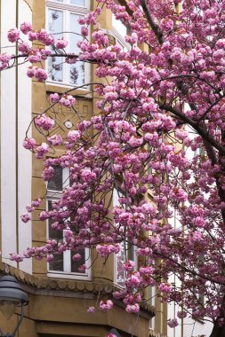 Bonn, Almanya 'da sarı bir binada pencerelerin önünde pembe kiraz çiçekleri açıyor.