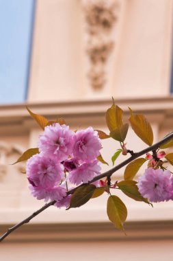 Bonn, Almanya 'da sarı bir binanın önünde pembe kiraz çiçekleri olan bir dal..
