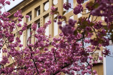 Bonn, Almanya 'da bir bahar günü pencereleri olan sarı bir binanın önünde pembe kiraz çiçekleriyle dolu bir ağaç..