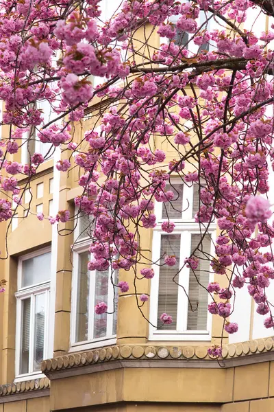 Pink cherry blossom petals in front of a yellow building with windows on a spring day in Bonn, Germany.