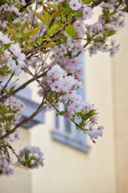 Bonn, Almanya 'da sarı bir binanın önündeki ağaçta açık pembe kiraz çiçekleri.