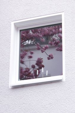 Almanya 'nın Bonn kentindeki beyaz bir binanın camındaki pembe kiraz çiçeklerinin yansıması..