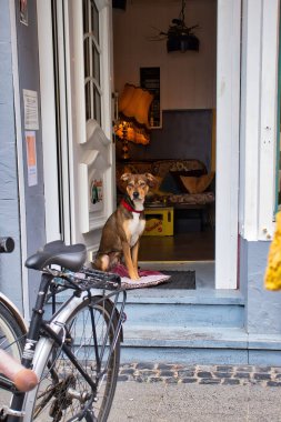 Bonn, Almanya - 16 Nisan 2021: Bir bahar günü Bonn, Almanya 'da bir evde bir basamakta oturan köpek.