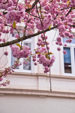 Açık pembe kiraz çiçekleri Bonn, Almanya 'da bir bahar günü beyaz bir binanın önündeki bir ağacın üzerinde çiçek açıyor..