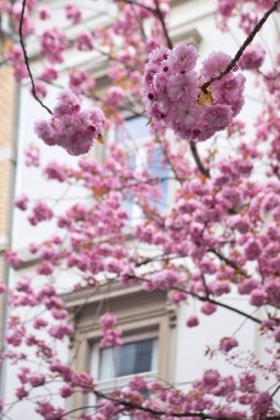 Almanya 'nın Bonn şehrinde bir bahar günü sarı bir binanın önünde pembe kiraz çiçekleriyle dolu bir ağaç..