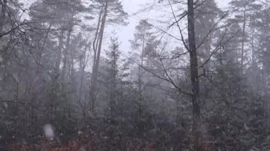 Almanya 'nın Kaiserslautern yakınlarındaki Palatinate Ormanı' nda ilkbahar kar fırtınası. 