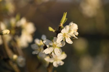 Almanya 'nın Potzbach kentinde bir bahar akşamı, bir ağaç dalında beyaz kiraz çiçeklerinin üzerinde parlayan ışık.