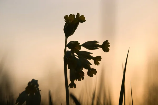 Yellow flowers in silhouette against a light sky on a spring evening in Potzbach, Germany.