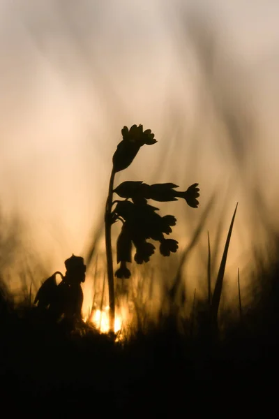 Flowers and grass in silhouette in front of a sunset on a spring evening in Potzbach, Germany.