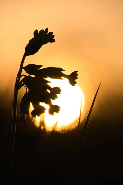 Beautiful sunset behind silhouette of flowers in grass on a spring evening in Potzbach, Germany.