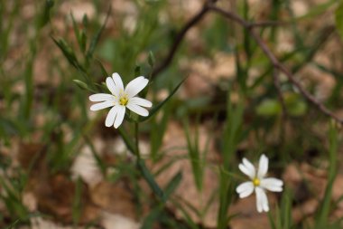 Almanya 'da bir bahar günü Hinkelstein yakınlarındaki Palatinate Ormanı' nda beyaz yapraklı çiçek..