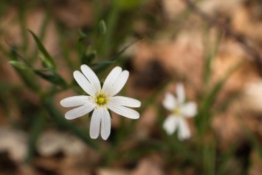 Beyaz yapraklı çiçek ve ortasında sarı bir bahar günü Derebeyi Ormanı 'nda..