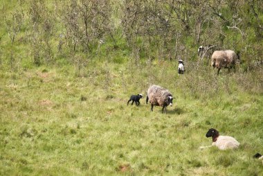 Lohnsfeld, Almanya yakınlarındaki bir bahar gününde bir koyunu takip eden beyaz yüzlü küçük siyah kuzu..