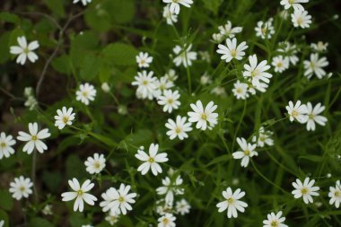 Bir bahar günü, Bad Munster, Almanya yakınlarındaki Rotenfels kayalıklarının tepesinde yeşil renkli beyaz çiçekler..