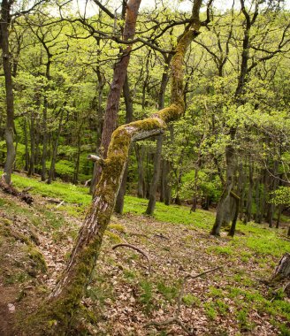 Rhineland Palatinate, Almanya 'da bir bahar günü Rotenfels' te yürüyüş yolunun yanında ağaç büyüyor..