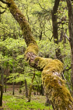 Almanya 'da bir ilkbahar günü, bir ormanda bir açı içinde büyüyen ağaç..