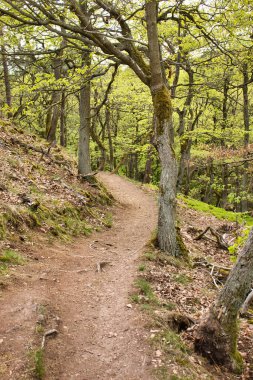 Almanya 'da bir bahar günü Rotenfels' in tepesinde ağaçların olduğu yürüyüş yolu..