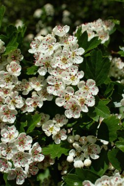 Rhineland Palatinate, Almanya 'daki Rheingrafenstein Şatosu yakınlarında bir bahar günü yeşil yapraklı bir ağaçtaki bir demet beyaz çiçek..