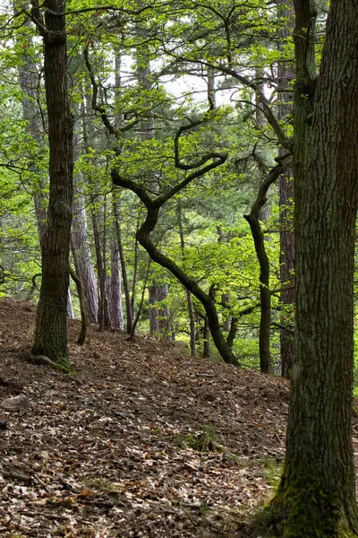Crooked tree with green leaves growing in a forest above Bad Munster, Germany on a spring day.