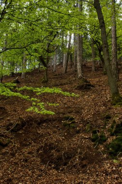 Almanya 'nın Palatinate Ormanı' ndaki bir tepenin üzerinde yeşil yaprakları olan ağaçlar bir bahar günü.