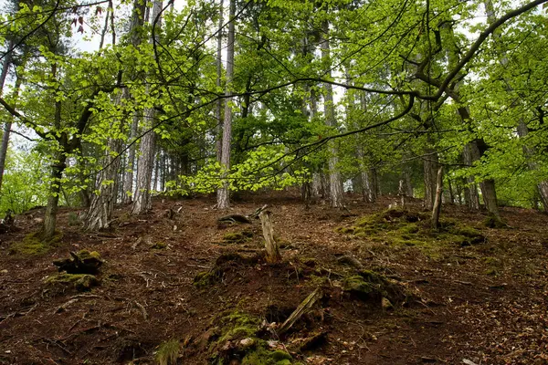 Hill with green leaves on trees and broken trees in the Palatinate Forest of Germany.