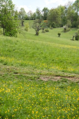 Bir bahar günü yeşil çimenlerde yetişen küçük sarı çiçekli tarla Bad Munster, Almanya 'nın yukarısındaki bir tepede.