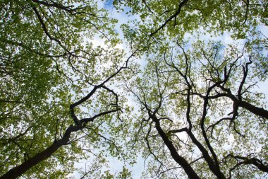 Almanya 'nın Palatinate Ormanı' nda bir bahar günü bulutlu bir gökyüzüne karşı yeşil yapraklara ve ağaç dallarına bakıyorum..