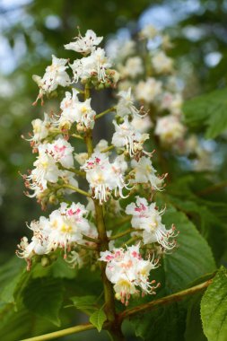 Almanya 'nın Rhineland şehrinde bir bahar günü ağaçta yetişen beyaz Avrupa at kestanesi çiçekleri.