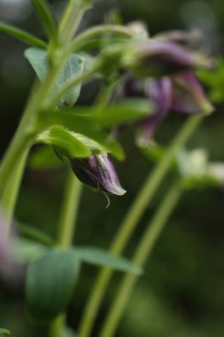 Potzbach, Almanya yakınlarındaki bir bahar akşamında mor kolumbin tomurcuğu..
