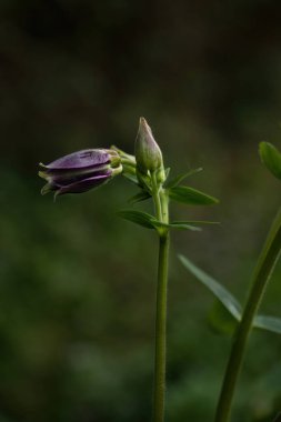 Potzbach, Almanya yakınlarındaki bir bahar akşamında yeşil arka planlı mor kolumbin tomurcuğunun üzerinde parlayan güneş.