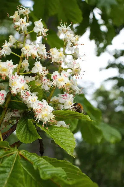 Arı, Almanya 'nın Rhineland şehrinde bir bahar günü Avrupa at kestanesi ağacında çiçekten su içer..