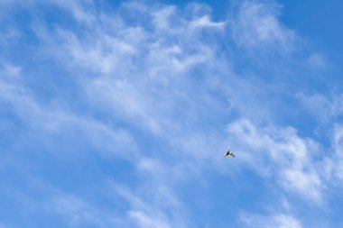 Potzbach, Almanya yakınlarındaki bir bahar günü bulutlarla mavi gökyüzünde uçan siyah beyaz kuş..