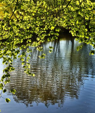 Almanya, Lohnsfeld yakınlarındaki bir bahar akşamında suların üzerinde yeşil yapraklı dallar dalgalanmalar ve ağaç yansımaları sallanıyor..