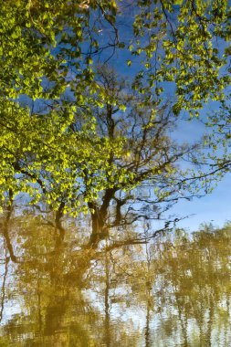 Almanya 'nın Lohnsfeld kenti yakınlarında güneşli bir bahar akşamında suyun üzerinde sarkan yeşil yapraklar..
