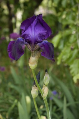 Weinheim, Almanya 'da Hermannshof Gardens' da bir bahar günü mor iris..