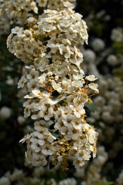 Beyaz Japon Kartopu Çiçekleri Weinheim, Almanya 'da bir parkta bir ağaçta.