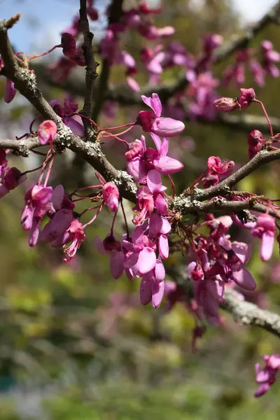 Almanya 'nın Weinheim kentindeki Hermannshof Gardens' ta bir bahar günü Doğu Kızılgonca Ağacı 'nda pembe çiçekler.
