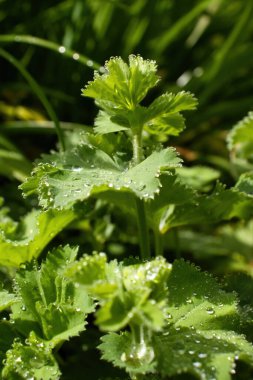 Weinheim, Almanya 'da bir bahar günü Hermannshof Bahçeleri' nde su damlacıklarıyla kaplı yeşil simya yaprakları.
