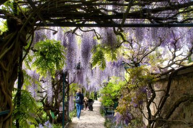 Weinheim, Almanya - 19 Mayıs 2021: Bir bahar günü Almanya 'nın Weinheim kentindeki Hermannshof Gardens' ta mor ve beyaz salkımlı bir tünelde yürüyen insanlar.