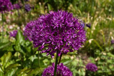 Allium, Purple Sensaton, Weinheim, Almanya 'da Hermannshof Gardens' da bir bahar günü çiçek..